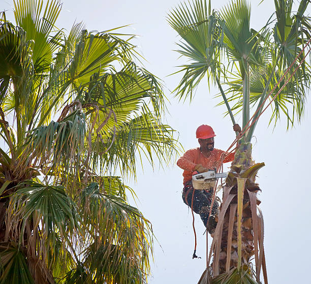 Trusted Kulpmont, PA Tree Service Experts